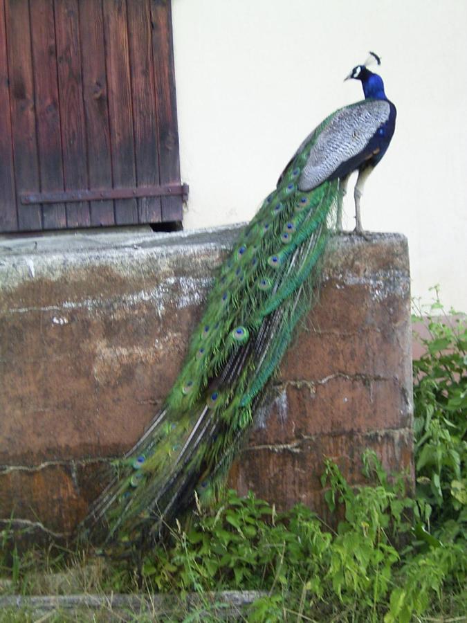 مبيت وإفطار Le Paon Bleu Annecy Poisy المظهر الخارجي الصورة